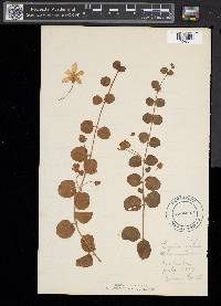 Lysimachia nummularia image
