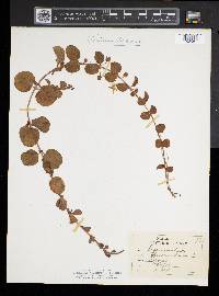 Lysimachia nummularia image