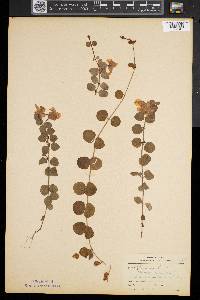 Lysimachia nummularia image