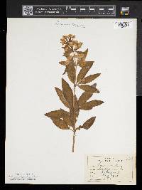 Lysimachia vulgaris image