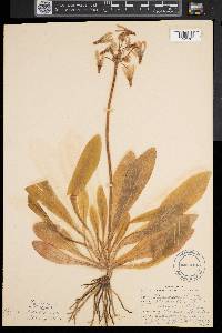 Dodecatheon meadia image
