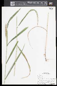 Elymus virginicus var. intermedius image