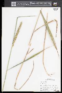 Elymus virginicus var. virginicus image