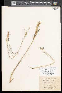 Juncus alpinoarticulatus subsp. americanus image