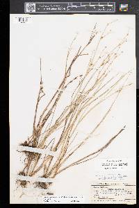 Juncus alpinoarticulatus subsp. americanus image