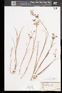 Juncus articulatus image