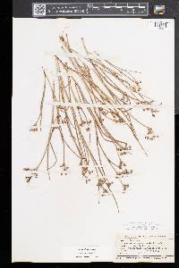 Juncus articulatus image