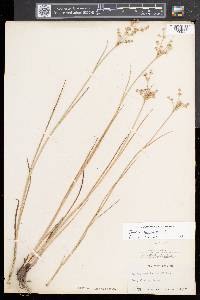 Juncus articulatus image