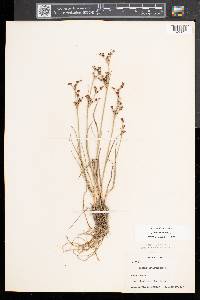 Juncus articulatus image