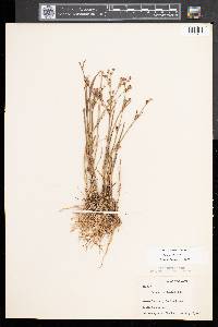 Juncus articulatus image