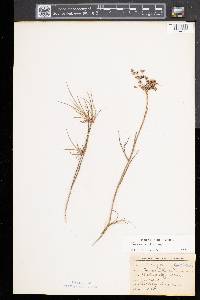 Juncus articulatus image