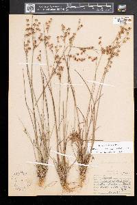 Juncus brevicaudatus image