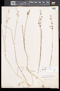 Juncus brevicaudatus image