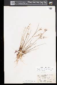 Juncus brevicaudatus image