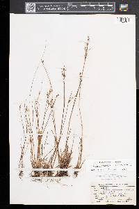 Juncus brevicaudatus image