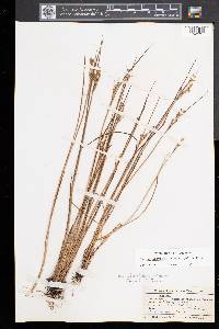 Juncus brevicaudatus image