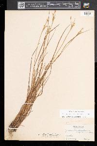 Juncus brevicaudatus image