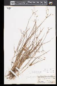 Juncus brachycephalus image