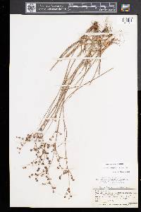 Juncus brachycephalus image