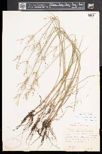 Juncus brachycephalus image