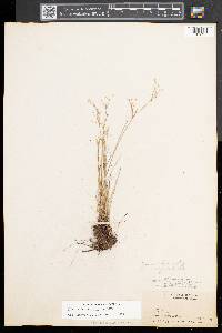 Juncus pelocarpus image