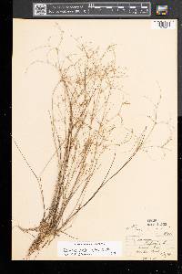 Juncus pelocarpus image