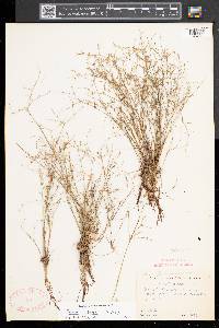 Juncus pelocarpus image