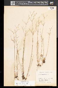 Juncus pelocarpus image