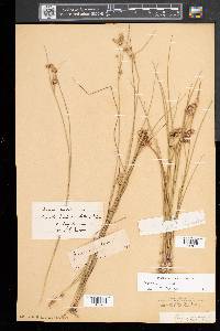 Juncus nodosus image