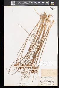 Juncus nodosus image