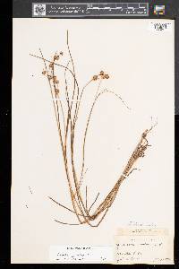 Juncus nodosus image