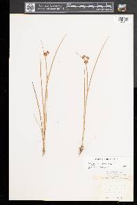 Juncus nodosus image