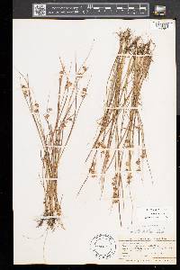 Juncus nodosus image