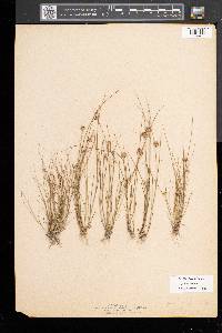 Juncus nodosus image