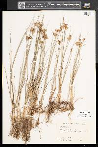 Juncus nodosus image