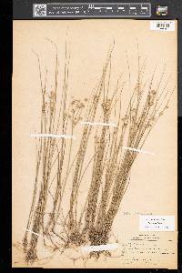 Juncus nodosus image