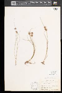 Juncus nodosus image