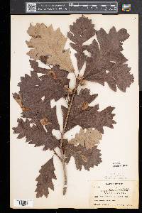 Quercus bicolor image