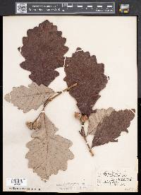 Quercus bicolor image