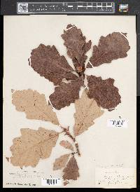 Quercus bicolor image