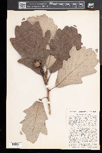 Quercus bicolor image