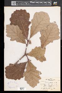 Quercus bicolor image