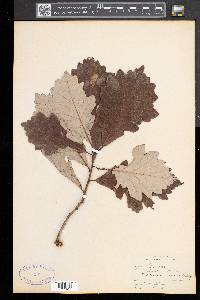 Quercus bicolor image