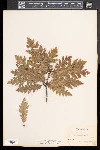 Quercus cerris image