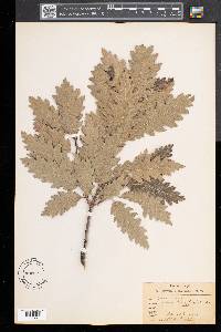 Quercus cerris image