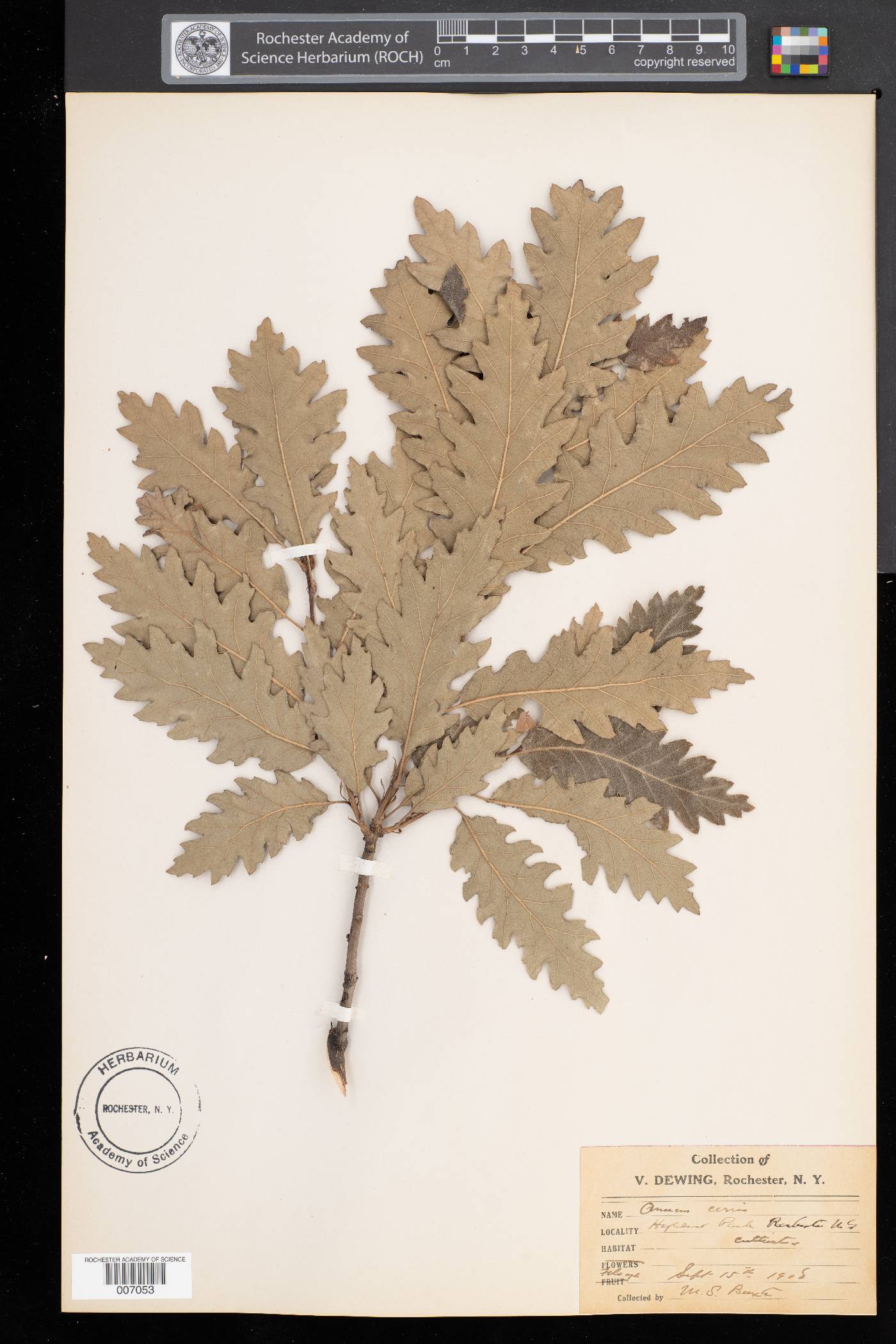 Quercus cerris image