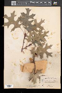 Quercus coccinea image