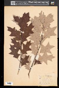 Quercus ilicifolia image