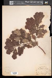 Quercus ilicifolia image