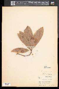 Quercus imbricaria image